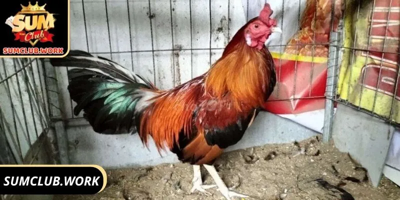 Giống kê này được yêu thích nhờ tốc độ, bền bỉ và tỷ lệ thắng cao
