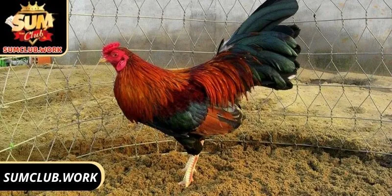 Bí quyết chơi chọi kê điều chân trắng đạt hiệu quả cao 