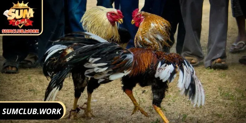 Xem đá gà có bị phạt không nếu vi phạm các quy định về chọi kê trái phép