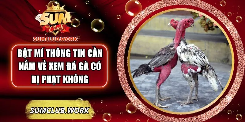 xem-da-ga-co-bi-phat-khong